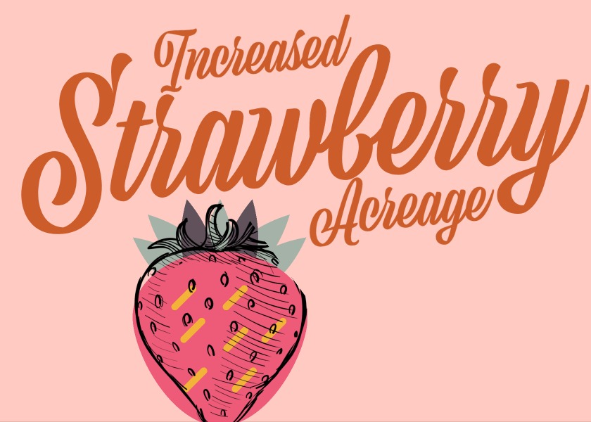 Increased acreage for California spring strawberries The Packer
